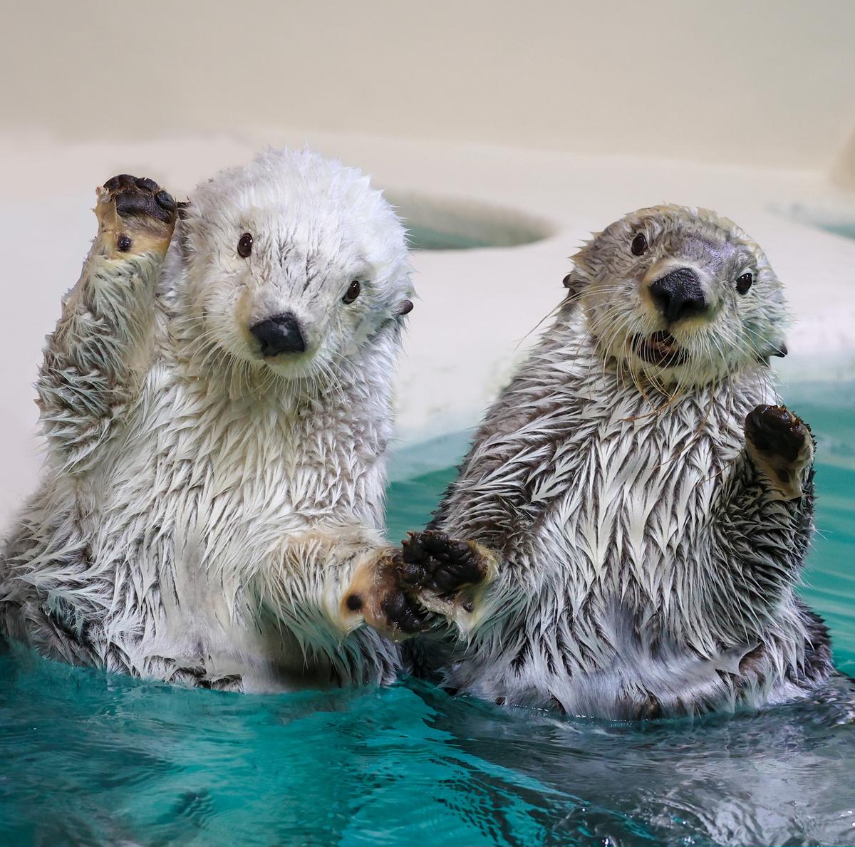 17-05鳥羽水族館 年間パスポート 小人