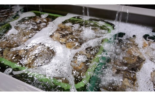 I-55生食用浦村牡蠣１５個入りセット