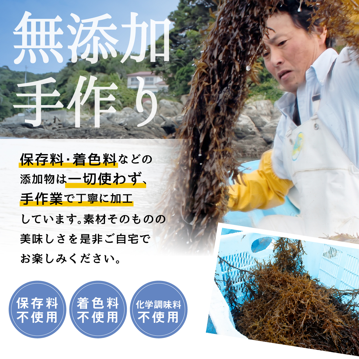 I-44アカモク