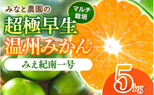 【数量限定】みなと農園のみえ紀南一号 (超極早生)  約5kg 2S～Lサイズ混合 マルチ栽培 【2026年9月中旬頃〜順次発送】 みかん ミカン 蜜柑 温州みかん 温州ミカン 柑橘 フルーツ 果物 くだもの 甘い 旬 人気 産地直送 三重県 熊野市【mntf0001】