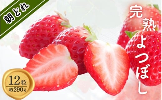 【数量限定】【12/31までの受付】完熟朝どれ いちご 「よつぼし」12粒（約290g）期間限定 いちご イチゴ 苺 フルーツ 果物 くだもの ブランドいちご ブランド苺 旬 三重県 熊野市【kmng0031A】