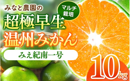 【数量限定】みなと農園のみえ紀南一号 (超極早生)  約10kg 2S～Lサイズ混合 マルチ栽培 【2026年9月中旬頃〜順次発送】 みかん ミカン 蜜柑 温州みかん 温州ミカン 柑橘 フルーツ 果物 くだもの 甘い 旬 人気 産地直送 三重県 熊野市【mntf0002】