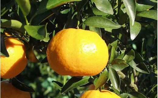 ãæ°ééå®ãã¿ãªãšèŸ²åã®ãã³ã«ã³ çŽ10kg ã2027幎2æäžæ¬é ãé æ¬¡çºéã ã¿ãã ãã«ã³ èæ ãã³ã«ã³ ææ© ãã«ãŒã æç© ãã ãã® çã æ¬ äººæ° ç£å°çŽé äžéç çéåžãmntf0012ã