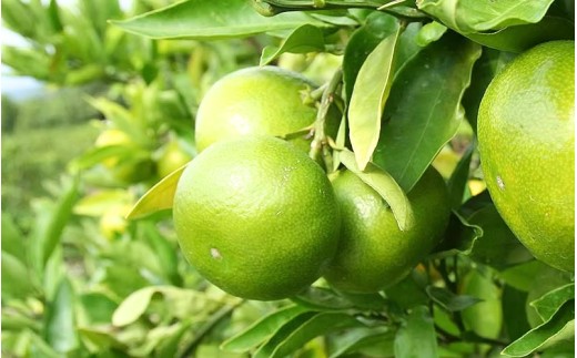 【数量限定】みなと農園のみえ紀南一号 (超極早生)  約10kg 2S～Lサイズ混合 マルチ栽培 【2026年9月中旬頃〜順次発送】 みかん ミカン 蜜柑 温州みかん 温州ミカン 柑橘 フルーツ 果物 くだもの 甘い 旬 人気 産地直送 三重県 熊野市【mntf0002】