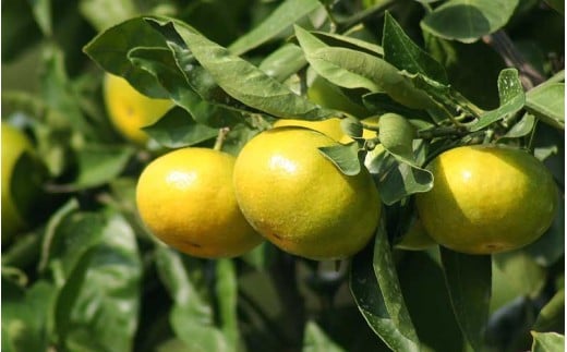 ã¿ãã éå±±ãã€ããããã¡ãŒã 㮠極æ©çæž©å·ã¿ãã 3kg ã2026幎9æäžæ¬ããé æ¬¡çºéã ã¿ãã ãã«ã³ æž©å·ã¿ãã æ¥µæ©ç 極æ©çã¿ãã ãã«ãŒã æç© ãã ãã® ææ© ç£å°çŽé æ°ééå® äººæ° åœç£ äžéç çéåžãknpr0018ã