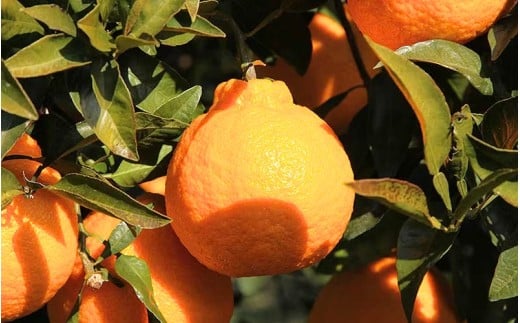 ãå
è¡äºçŽããæ°ééå®ãã¿ãªãšèŸ²åã®äžç¥ç« çŽ10kg ã2027幎2æäžæ¬é ãé æ¬¡çºéã ã¿ãã ãã«ã³ èæ äžç¥ç« ããã¬ã ææ© ãã«ãŒã æç© ãã ãã® çã æ¬ äººæ° ç£å°çŽé äžéç çéåžãmntf0014ã