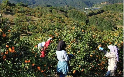 ã¿ãã éå±±ãã€ããããã¡ãŒã 㮠極æ©çæž©å·ã¿ãã 3kg ã2026幎9æäžæ¬ããé æ¬¡çºéã ã¿ãã ãã«ã³ æž©å·ã¿ãã æ¥µæ©ç 極æ©çã¿ãã ãã«ãŒã æç© ãã ãã® ææ© ç£å°çŽé æ°ééå® äººæ° åœç£ äžéç çéåžãknpr0018ã