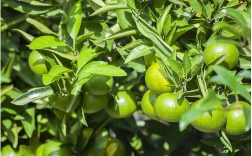 仲森農園の超極早生温州みかん みえ南紀一号 約3kg みかん ミカン 蜜柑 温州みかん 温州ミカン 柑橘 フルーツ 果物 くだもの 甘い 旬 数量限定 期間限定 産地直送 10000円 三重県 熊野市【2026年9月上旬頃～9月下旬頃に順次発送】【nkmr0011】