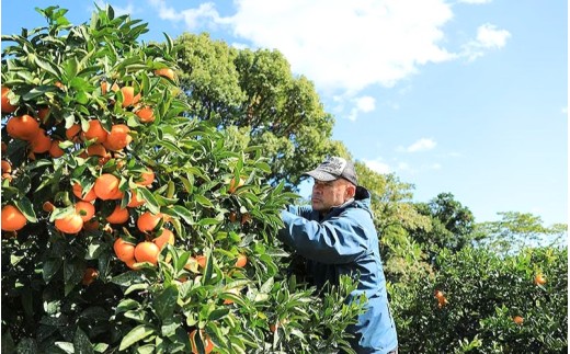 ãå
è¡äºçŽããæ°ééå®ãã¿ãªãšèŸ²åã®äžç¥ç« çŽ10kg ã2027幎2æäžæ¬é ãé æ¬¡çºéã ã¿ãã ãã«ã³ èæ äžç¥ç« ããã¬ã ææ© ãã«ãŒã æç© ãã ãã® çã æ¬ äººæ° ç£å°çŽé äžéç çéåžãmntf0014ã