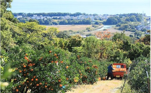 【数量限定】みなと農園の温州みかん 早生 約10kg 2S～Lサイズ混合 【2026年12月上旬頃〜順次発送】 みかん ミカン 蜜柑 温州みかん 温州ミカン 柑橘 フルーツ 果物 くだもの 甘い 旬 人気 産地直送 三重県 熊野市【mntf0010】