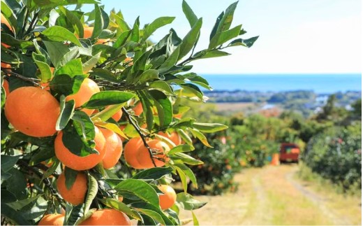 ãå
è¡äºçŽããæ°ééå®ãã¿ãªãšèŸ²åã®äžç¥ç« çŽ10kg ã2027幎2æäžæ¬é ãé æ¬¡çºéã ã¿ãã ãã«ã³ èæ äžç¥ç« ããã¬ã ææ© ãã«ãŒã æç© ãã ãã® çã æ¬ äººæ° ç£å°çŽé äžéç çéåžãmntf0014ã