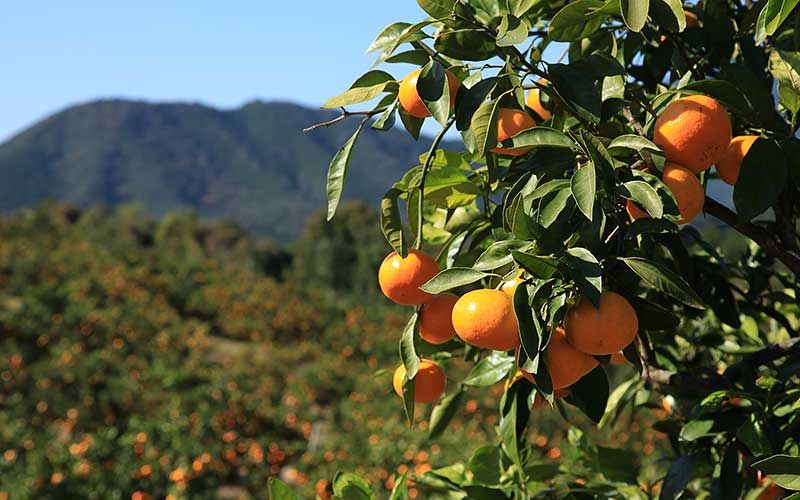 <テレビで紹介されました> 金山パイロットファーム 温州みかん 5㎏ (早生) みかん ミカン 温州みかん 早生みかん 早生温州 フルーツ 果物 くだもの 柑橘 産地直送 数量限定 人気 国産 三重県 熊野市【knpr0014A】