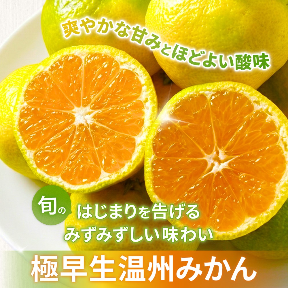 みかん 金山パイロットファームの 温州みかん 10㎏ 極早生(青切り) みかん ミカン 温州みかん 極早生 極早生みかん フルーツ 果物 くだもの 柑橘 産地直送 数量限定 人気 国産 三重県 熊野市【knpr0013A】