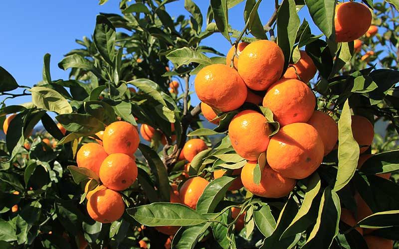 <テレビで紹介されました> 金山パイロットファーム 温州みかん 5㎏ (早生) みかん ミカン 温州みかん 早生みかん 早生温州 フルーツ 果物 くだもの 柑橘 産地直送 数量限定 人気 国産 三重県 熊野市【knpr0014A】