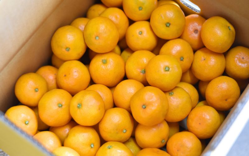 仲森蟲åã®å®ççéã¿ãã 7kg ã2026幎11æäžæ¬ãã12æäžæ¬ã«çºéã ã¿ãã ãã«ã³ èæ æž©å·ã¿ãã æž©å·ãã«ã³ ææ© ãã«ãŒã æç© ãã ãã® çã æ¬ äººæ° ç£å°çŽé äžéç çéåžãnkmr0006Aã