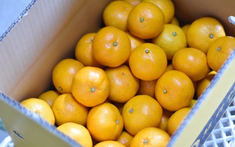 仲森蟲åã®å®ççéã¿ãã 5kgã11æäžæ¬ãã12æäžæ¬ã«çºéãã¿ãã ãã«ã³ èæ æž©å·ã¿ãã ææ© ãã«ãŒã æç© ç£å°çŽé äžéç çéåž çéãnkmr0010ã