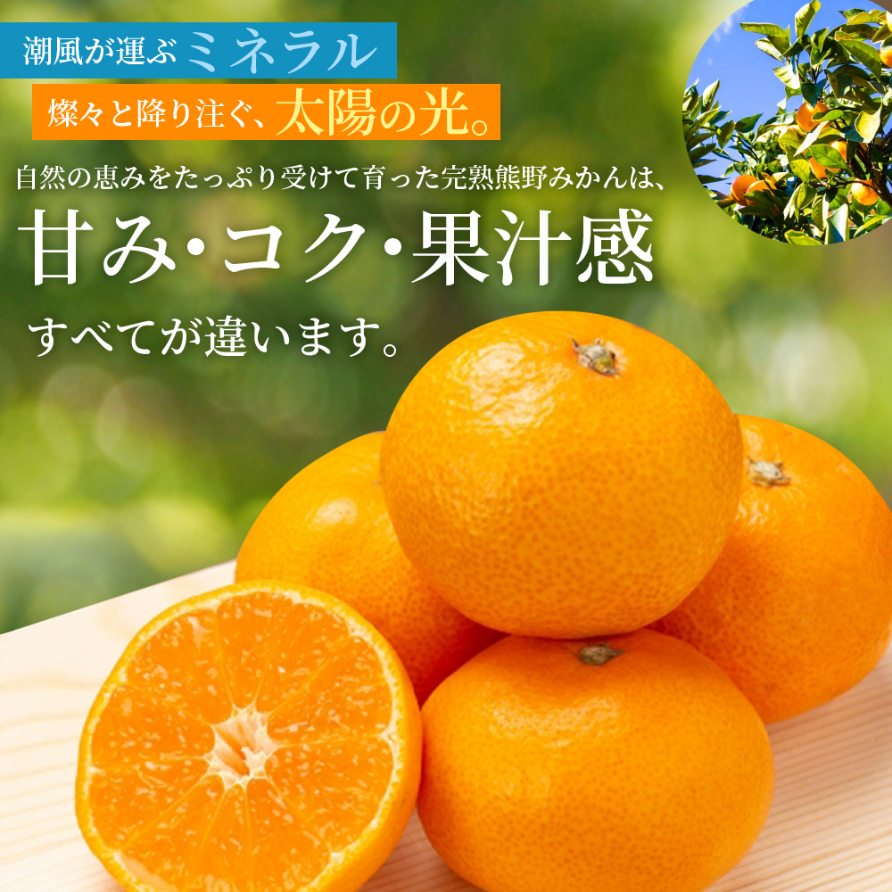 仲森農園の完熟熊野みかん 10kg 【2026年11月下旬から12月下旬に発送】 みかん ミカン 蜜柑 温州みかん 温州ミカン 柑橘 フルーツ 果物 くだもの 甘い 旬 人気 産地直送 三重県 熊野市【nkmr0002A】