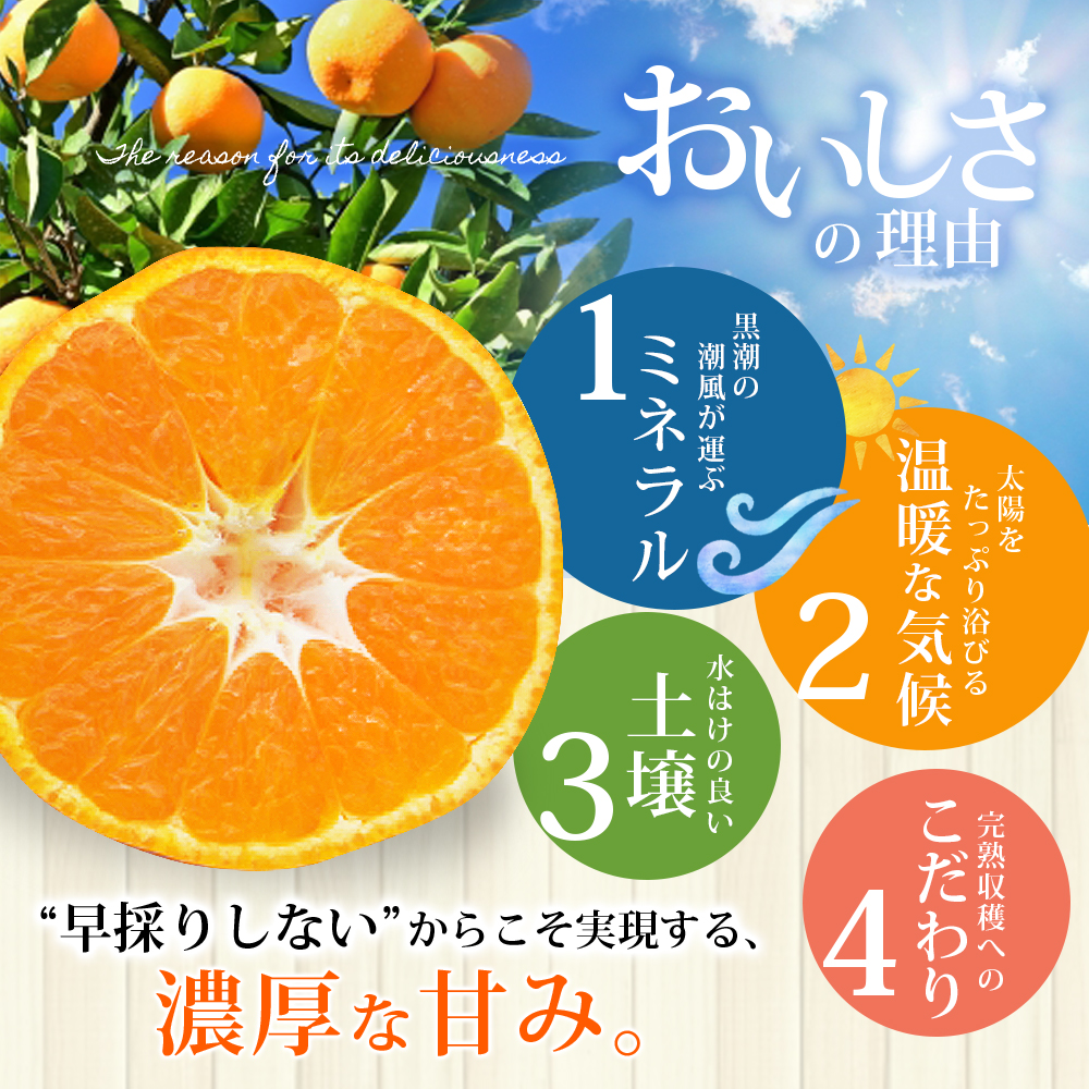 仲森農園の完熟熊野みかん 10kg 【2026年11月下旬から12月下旬に発送】 みかん ミカン 蜜柑 温州みかん 温州ミカン 柑橘 フルーツ 果物 くだもの 甘い 旬 人気 産地直送 三重県 熊野市【nkmr0002A】