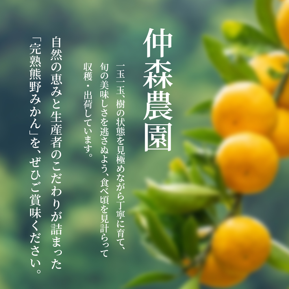 仲森農園の完熟熊野みかん 10kg 【2026年11月下旬から12月下旬に発送】 みかん ミカン 蜜柑 温州みかん 温州ミカン 柑橘 フルーツ 果物 くだもの 甘い 旬 人気 産地直送 三重県 熊野市【nkmr0002A】