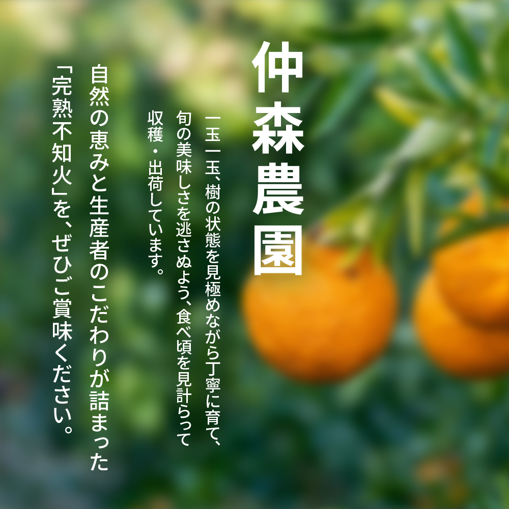 【数量限定】仲森農園の完熟不知火 5kg 【2027年2月～4月頃で順次発送】 みかん ミカン 蜜柑 柑橘 しらぬい 不知火 フルーツ 果物 くだもの 旬 甘い 産地直送 期間限定 三重県 熊野市 【nkmr0003】