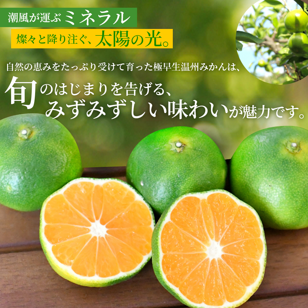 仲森農園の極早生温州みかん 約5kg みかん ミカン 蜜柑 温州みかん 温州ミカン 柑橘 フルーツ 果物 くだもの 甘い 旬 数量限定 期間限定 産地直送 10000円 三重県 熊野市【2026年9月下旬頃～10月下旬頃に順次発送】【nkmr0016】
