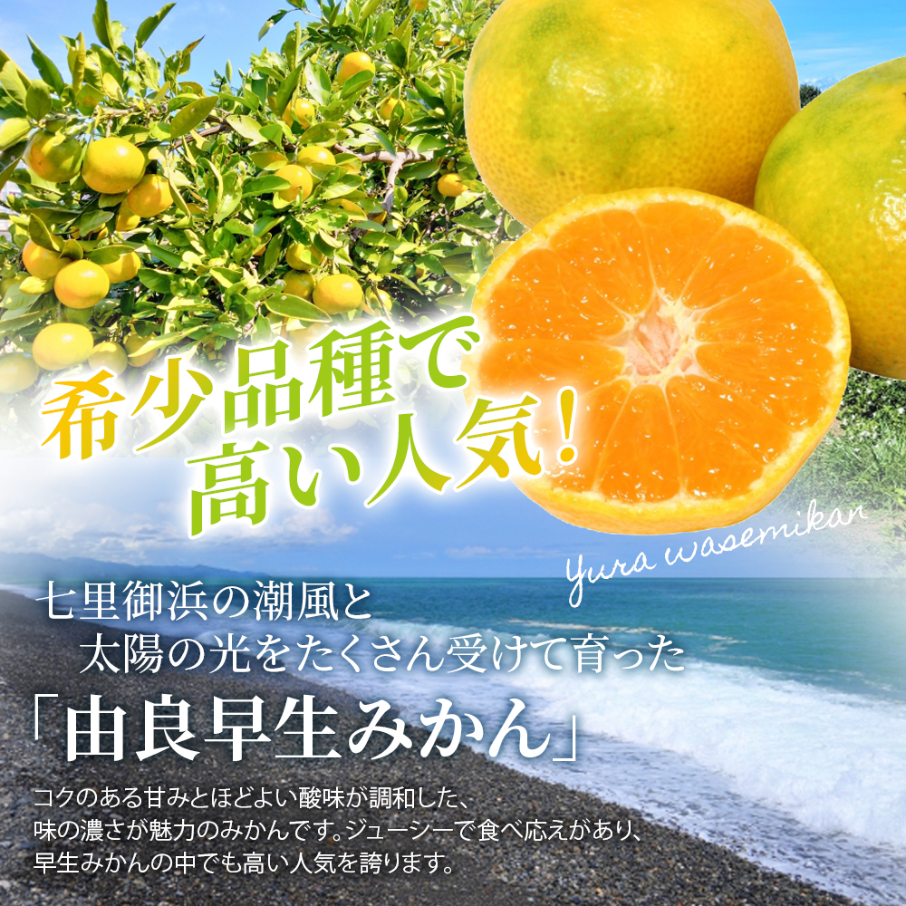 仲森蟲åã®ç±è¯æ©çã¿ãã çŽ3kg ã¿ãã ãã«ã³ èæ æž©å·ã¿ãã æž©å·ãã«ã³ ææ© ãã«ãŒã æç© ãã ãã® æ©ç çã æ¬ åžå° æ°ééå® æééå® ç£å°çŽé äžéç çéåžã2026幎11æäžæ¬é ïœ11æäžæ¬é ã«é 次çºéããnkmr0019ã