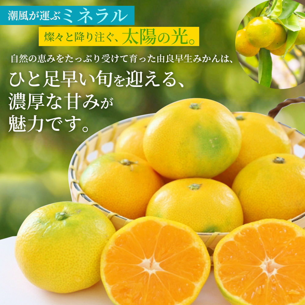 仲森蟲åã®ç±è¯æ©çã¿ãã çŽ3kg ã¿ãã ãã«ã³ èæ æž©å·ã¿ãã æž©å·ãã«ã³ ææ© ãã«ãŒã æç© ãã ãã® æ©ç çã æ¬ åžå° æ°ééå® æééå® ç£å°çŽé äžéç çéåžã2026幎11æäžæ¬é ïœ11æäžæ¬é ã«é 次çºéããnkmr0019ã