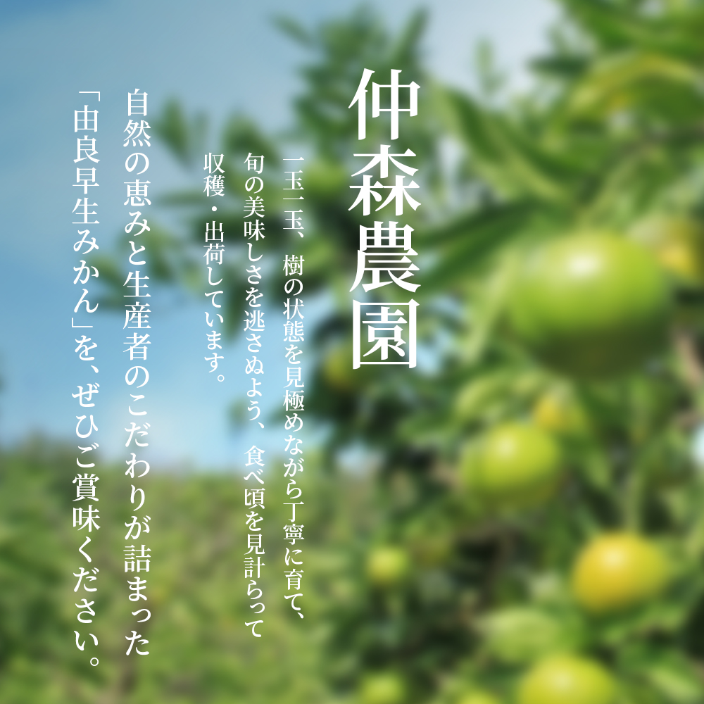 仲森蟲åã®ç±è¯æ©çã¿ãã çŽ3kg ã¿ãã ãã«ã³ èæ æž©å·ã¿ãã æž©å·ãã«ã³ ææ© ãã«ãŒã æç© ãã ãã® æ©ç çã æ¬ åžå° æ°ééå® æééå® ç£å°çŽé äžéç çéåžã2026幎11æäžæ¬é ïœ11æäžæ¬é ã«é 次çºéããnkmr0019ã