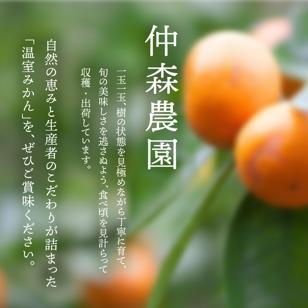 【数量限定】仲森農園の温室みかん 2.5kg 【2026年7月より順次発送予定（お届け日指定不可）】 みかん ミカン 蜜柑 温州みかん 温州ミカン 柑橘 フルーツ 果物 くだもの 産地直送 三重県 熊野市【nkmr0001】