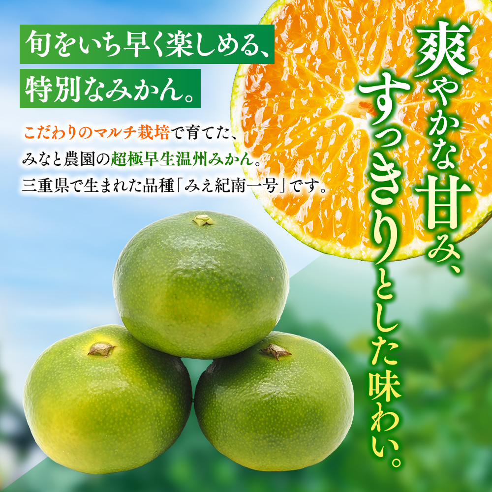 【数量限定】みなと農園のみえ紀南一号 (超極早生)  約5kg 2S～Lサイズ混合 マルチ栽培 【2026年9月中旬頃〜順次発送】 みかん ミカン 蜜柑 温州みかん 温州ミカン 柑橘 フルーツ 果物 くだもの 甘い 旬 人気 産地直送 三重県 熊野市【mntf0001】