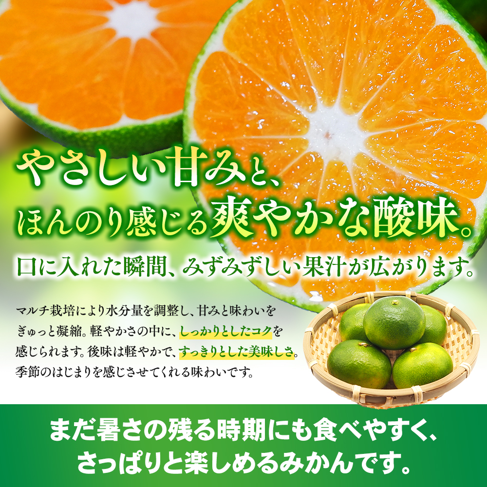 【数量限定】みなと農園のみえ紀南一号 (超極早生)  約5kg 2S～Lサイズ混合 マルチ栽培 【2026年9月中旬頃〜順次発送】 みかん ミカン 蜜柑 温州みかん 温州ミカン 柑橘 フルーツ 果物 くだもの 甘い 旬 人気 産地直送 三重県 熊野市【mntf0001】