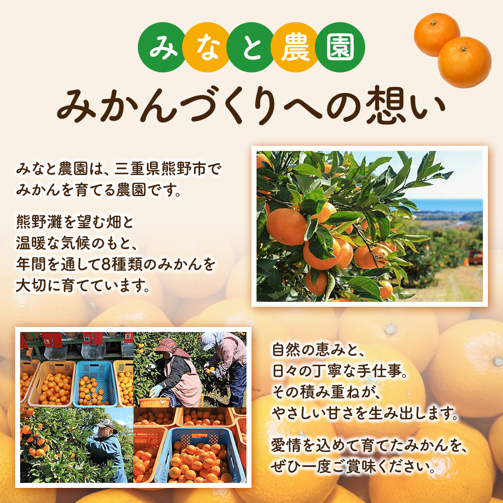 【数量限定】みなと農園の極早生温州みかん  約5kg 2S～Lサイズ混合 マルチ栽培 【2026年10月上旬頃〜順次発送】 みかん ミカン 蜜柑 温州みかん 温州ミカン 柑橘 フルーツ 果物 くだもの 極早生 甘い 旬 人気 産地直送 三重県 熊野市【mntf0003】