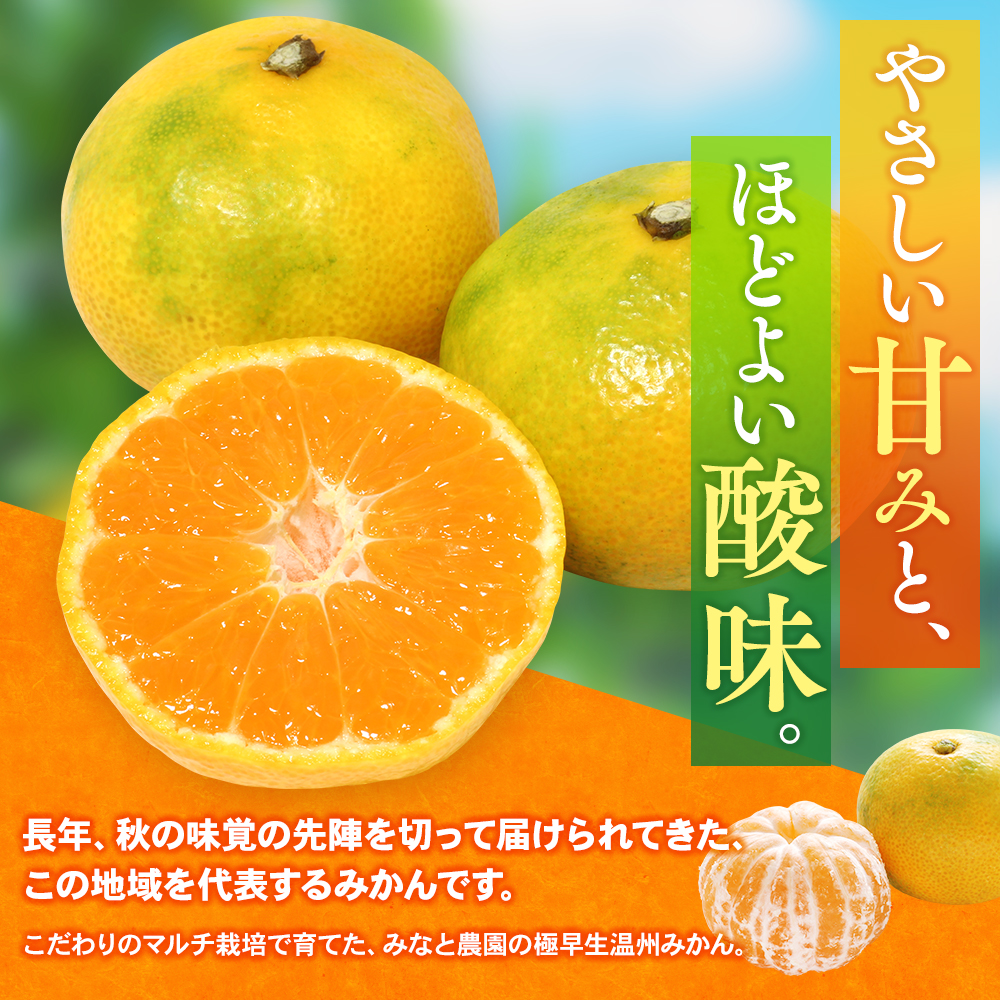 【数量限定】みなと農園の極早生温州みかん  約5kg 2S～Lサイズ混合 マルチ栽培 【2026年10月上旬頃〜順次発送】 みかん ミカン 蜜柑 温州みかん 温州ミカン 柑橘 フルーツ 果物 くだもの 極早生 甘い 旬 人気 産地直送 三重県 熊野市【mntf0003】