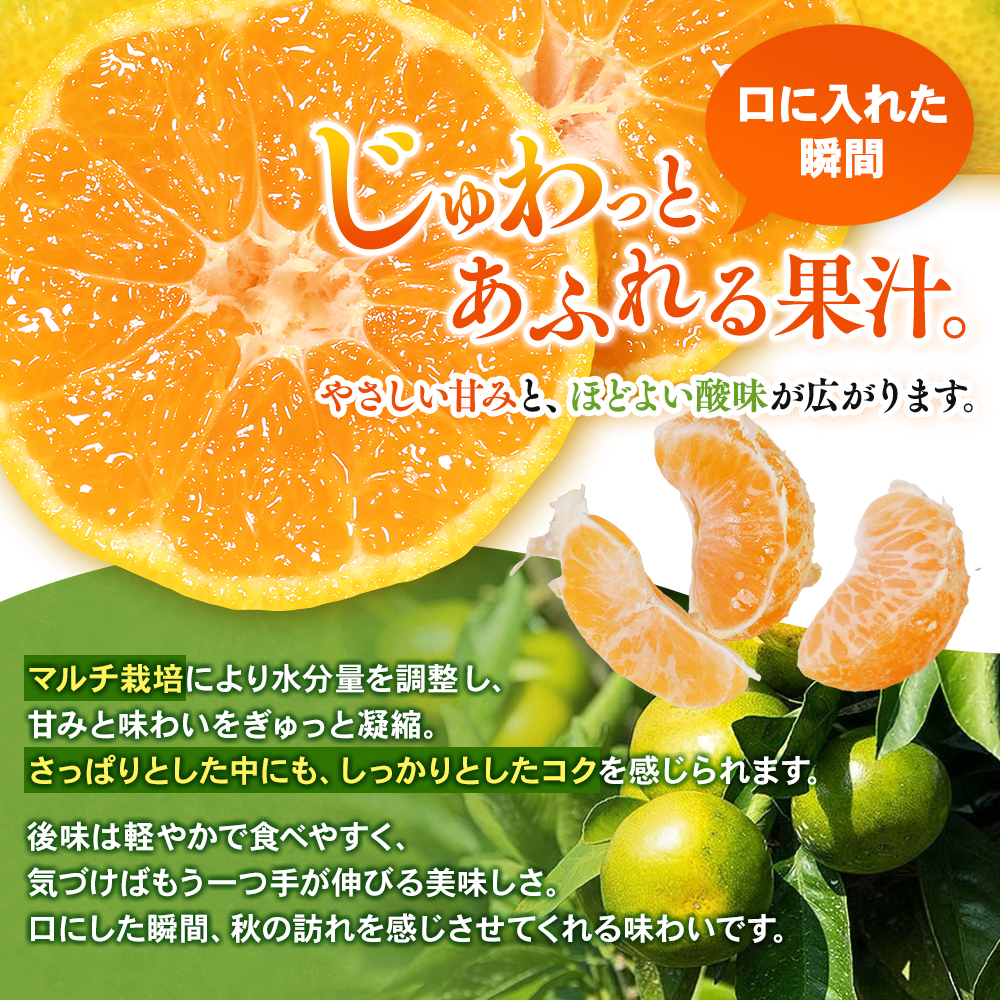【数量限定】みなと農園の極早生温州みかん  約5kg 2S～Lサイズ混合 マルチ栽培 【2026年10月上旬頃〜順次発送】 みかん ミカン 蜜柑 温州みかん 温州ミカン 柑橘 フルーツ 果物 くだもの 極早生 甘い 旬 人気 産地直送 三重県 熊野市【mntf0003】