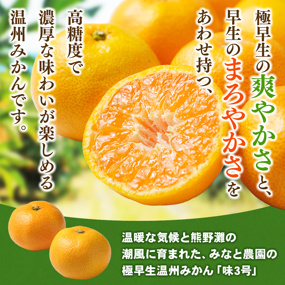 【数量限定】みなと農園の味3号 温州みかん  約5kg 2S～Lサイズ混合 【2026年10月中旬頃〜順次発送】 みかん ミカン 蜜柑 温州みかん 温州ミカン 柑橘 フルーツ 果物 くだもの 極早生 甘い 旬 人気 産地直送 三重県 熊野市【mntf0005】