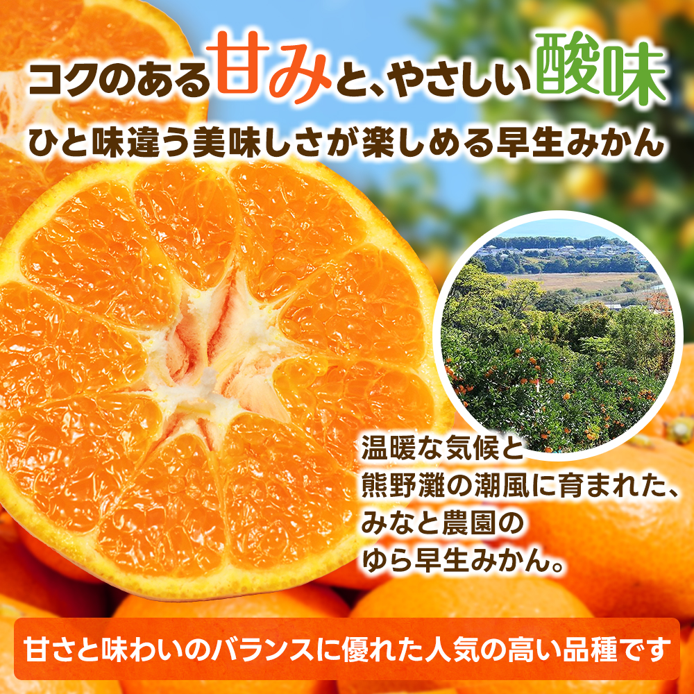 【数量限定】みなと農園のゆら早生みかん  約10kg 2S～Lサイズ混合 【2026年10月中旬頃〜順次発送】 みかん ミカン 蜜柑 温州みかん 温州ミカン 柑橘 フルーツ 果物 くだもの 早生 甘い 旬 人気 産地直送 三重県 熊野市【mntf0008】