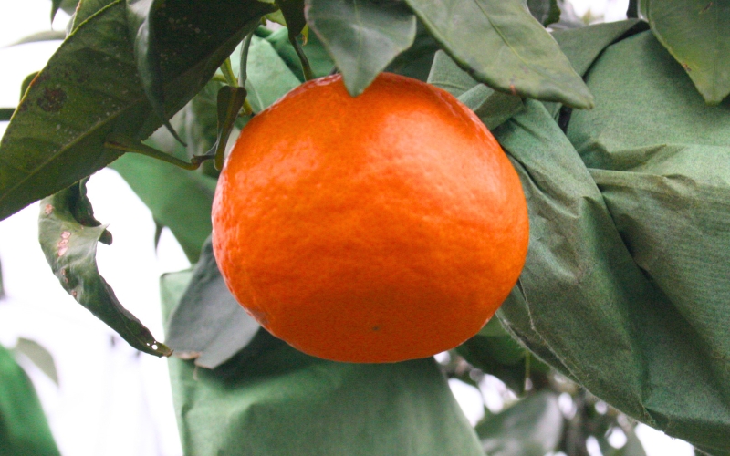 ãäžéãã©ã³ãèªå®åã JA ã«ã©ãã³ããªã³ èµ€ç§ çŽ5kg Lã»2Lãµã€ãº | ã¿ãã ãã«ã³ ãªã¬ã³ãž ææ© ãã«ãŒã æç© ãã ãã® çã æ¬ äººæ° ææ± æ¿å ãžã¥ãŒã·ãŒ ãã¶ãŒã ç£å°çŽé ã¿ãã åœç£ ãåãå¯ã æ°é®® æééå® å£ç¯éå® å
è¡äºçŽ ã¿ãã ãããã äžéç çéåžãisen0003ã