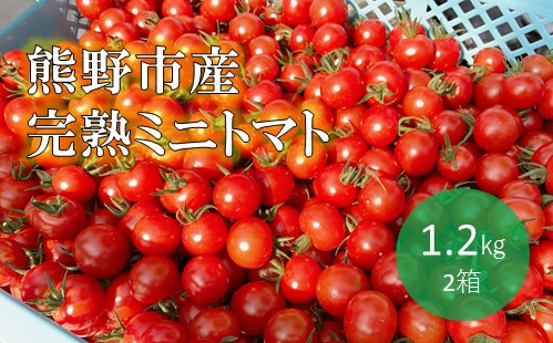 【先行受付 2024年12月以降配送】 熊野薬草園のミニトマト（1.2kg×２箱） トマト ミニトマト 熊野 予約受付