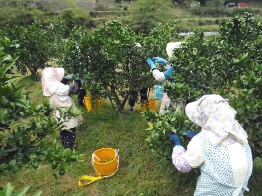 キリッと爽快!!新姫ドリンク20本セット