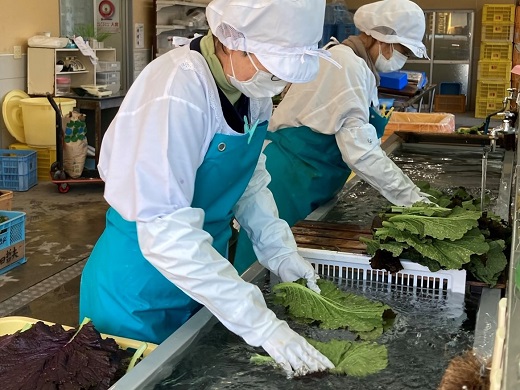 熊野特産　たかな漬「めはり」100g×10袋【化粧箱入り】