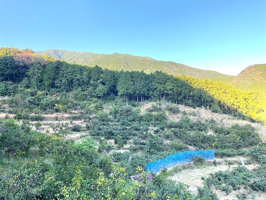 ã2026幎4æãããå±ãïŒãå
è¡äºçŽãã¢ã¿ã·ã«ææš¹ã çéæ°é¹¿ç£ã«ã©ãã³ããªã³ïŒïŒkgïŒ ææ© ãã«ãŒã ã¿ãã çé