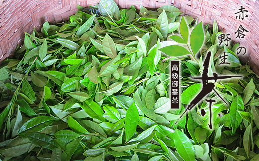 赤倉の野生茶【mnak0003】