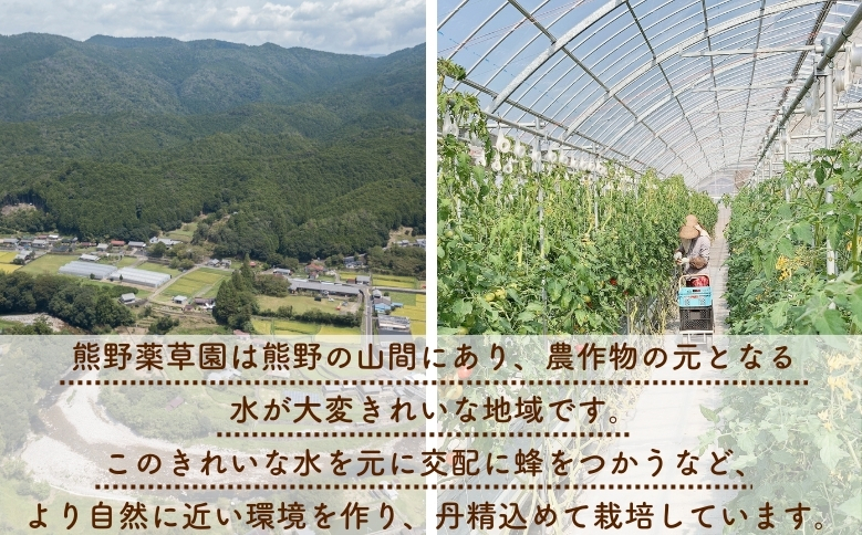 【先行受付 2024年12月以降配送】 熊野薬草園の大玉トマト（1.2kg×2箱） トマト 大玉トマト 熊野 予約受付