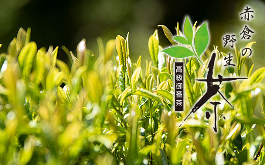 赤倉の野生茶【mnak0003】