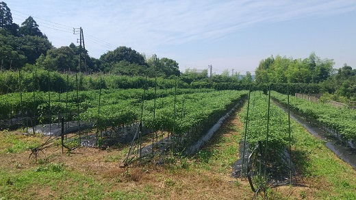 熊野ドレッシング　200ml×1本 唐辛子 国産 熊野市