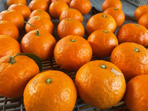 【2026年4月よりお届け！】先行予約【アタシカ果樹】 熊野新鹿産カラマンダリン(4.5kg) 柑橘 くだもの フルーツ みかん 熊野