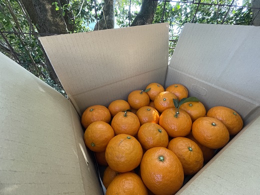 【2026年4月よりお届け！】先行予約【アタシカ果樹】 熊野新鹿産カラマンダリン(4.5kg) 柑橘 くだもの フルーツ みかん 熊野