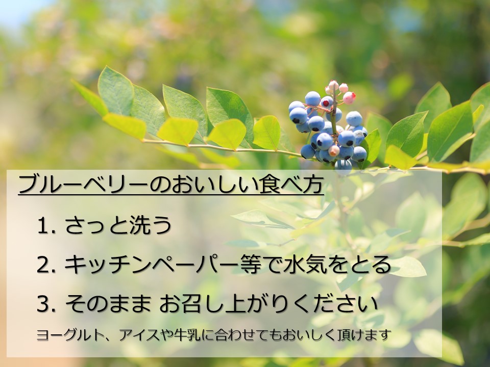 くまのブルーベリー(冷凍) 熊野精工 熊野 果物 フルーツ デザート おやつ スムージー 