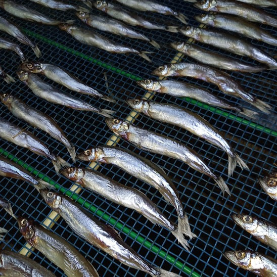 香酸柑橘と海洋深層水で美味しく減塩 減塩干物セット【やまと石】あじ アジ さんま 秋刀魚 かぺりん ししゃも 