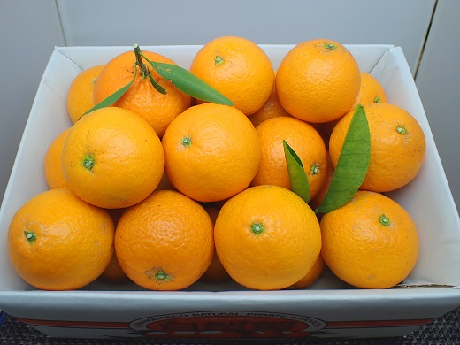 自然塾　季節の柑橘詰合せ【1回】
